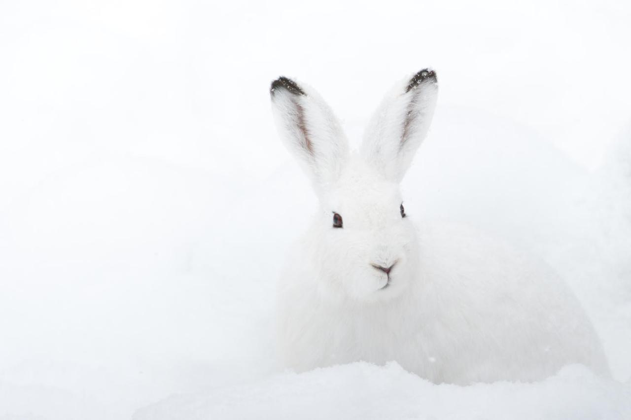 Chalet ?Snow Bunny? Stadl an der Mur Exterior foto